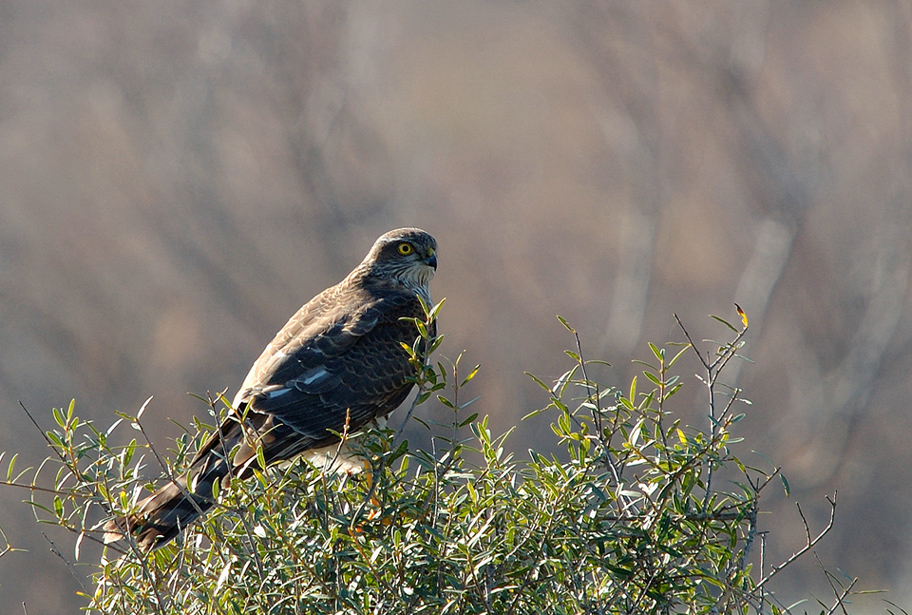 juvenile---08-01-26---salin-de-badon-21.jpg