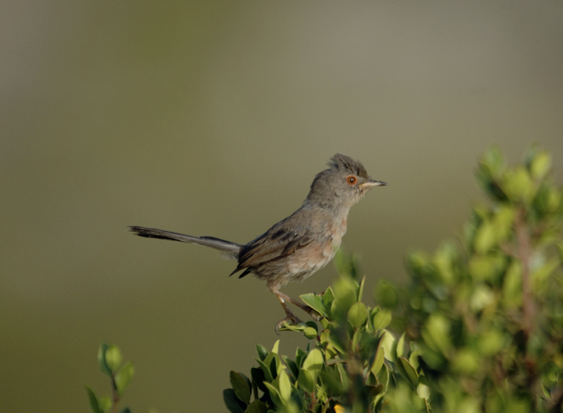 juvenile---08-07-22---opoul-2.jpg