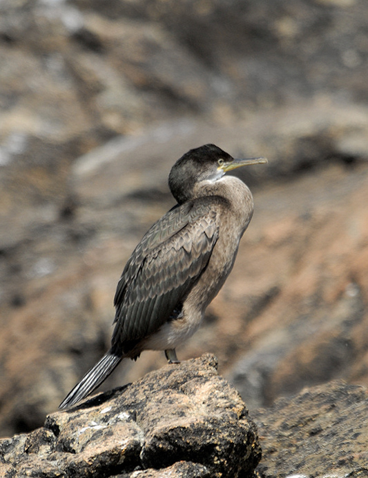 juvenile---11-07-04---7-iles.jpg