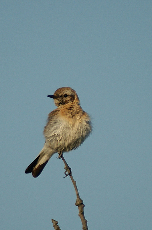 juvenile-07-07-17---leucate1.jpg