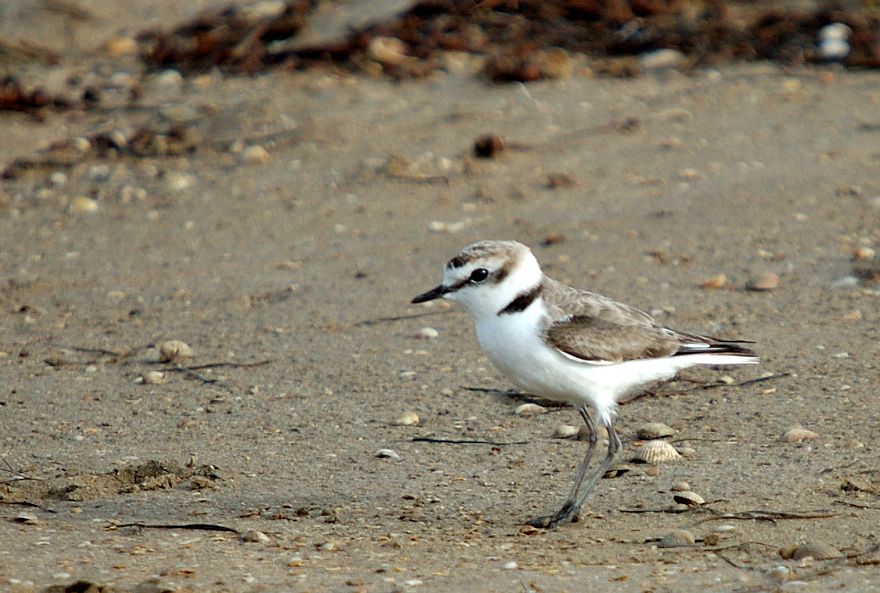 male---07-07-15---la-franqui-2.jpg