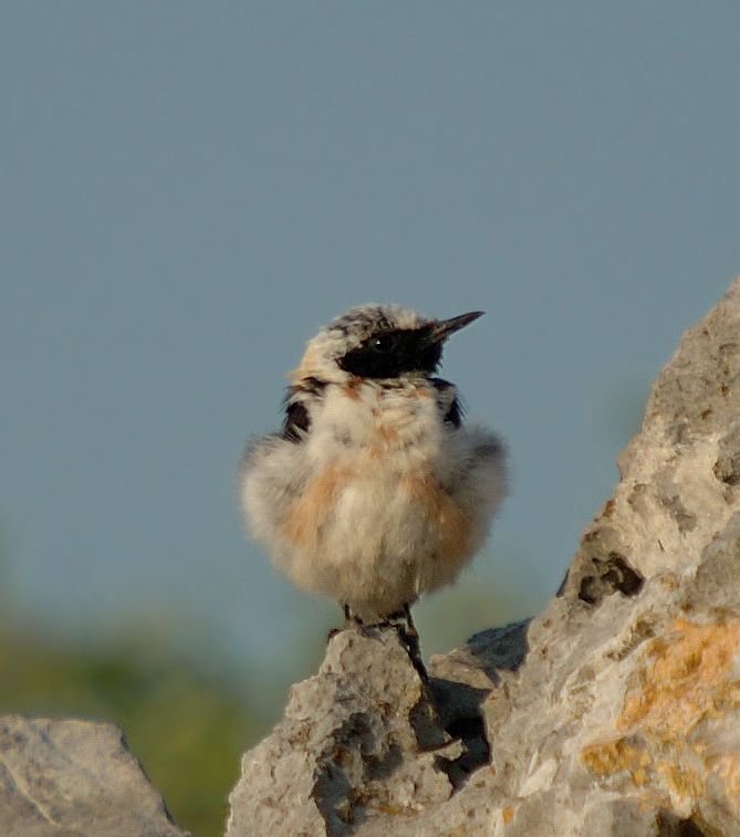 male---07-07-19---opoul-2.jpg