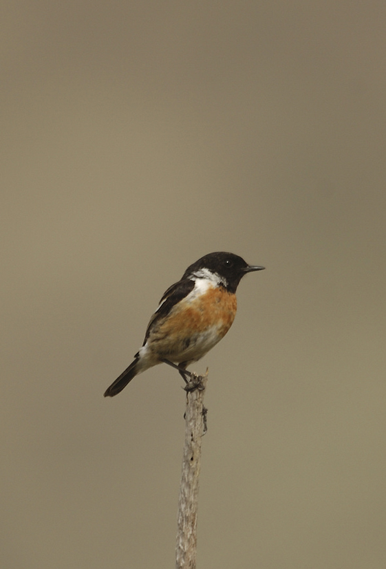 male---08-05-28---Col-de-Vergio.jpg