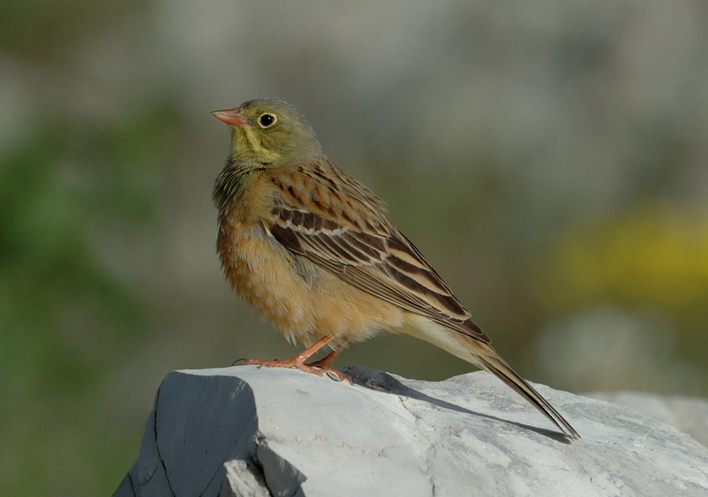 male---09-05-24---Calern-22.jpg