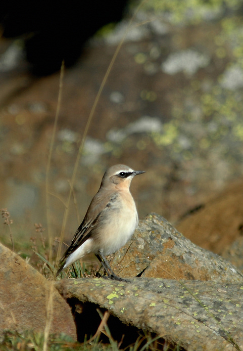 male-plumage-frais---05-08-16---vallon-du-Lau.jpg